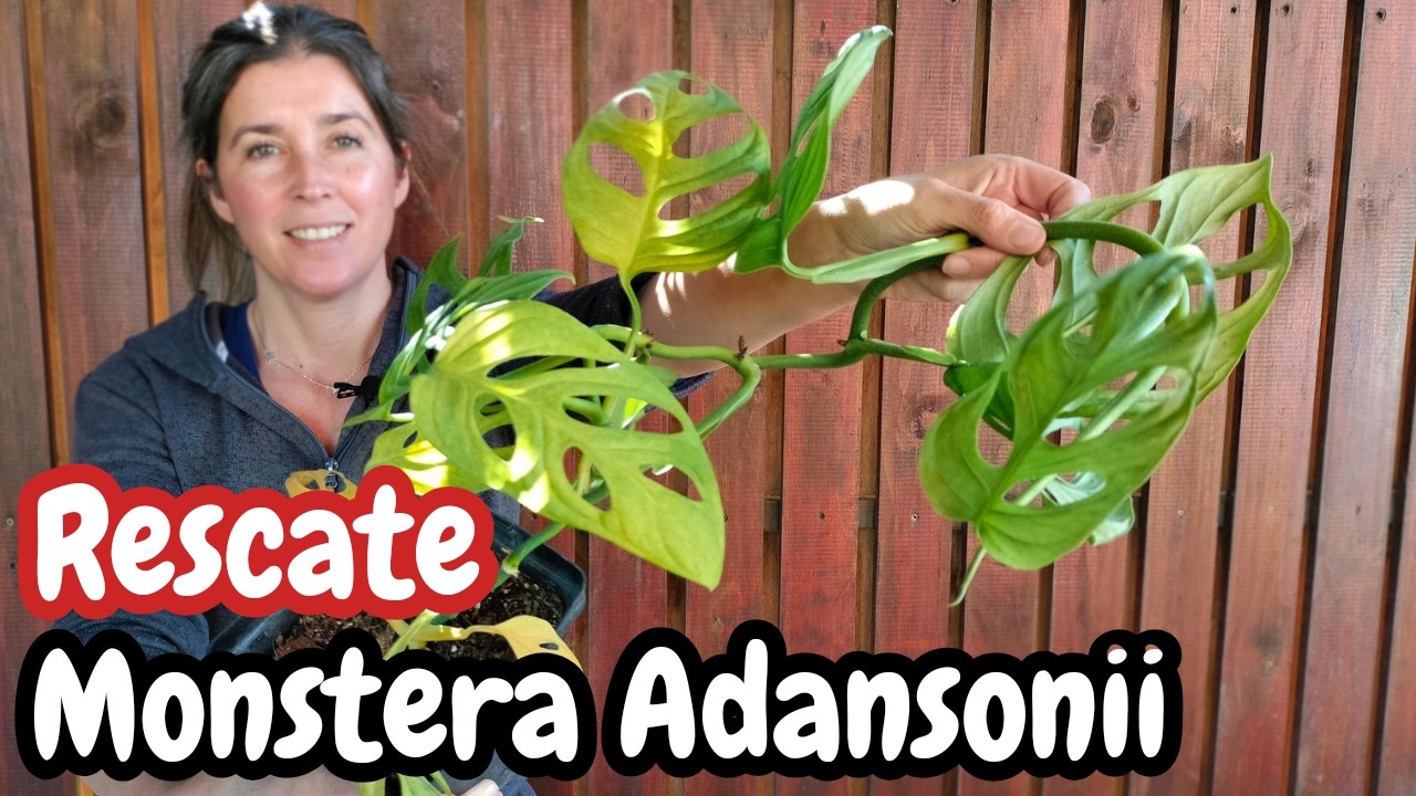 🆘 Rescate URGENTE de MONSTERA ADANSONII: [CUIDADOS y TRASPLANTE] paso a paso🌿