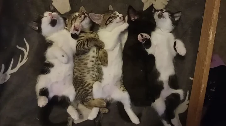 Video 9007011: bengal cross kittens, bengal kitten sleeping, perfect kitten