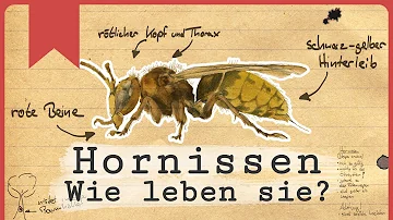 Wie erkenne ich eine Hornisse?