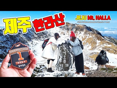 등린이도 한라산 등반 1주일간 3번! 성판악 | 관음사 | 영실 코스 나만 따라와!