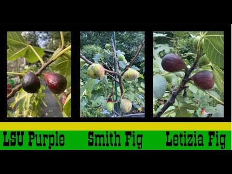 LSU Purple Fig Letizia Fig Smith Fig