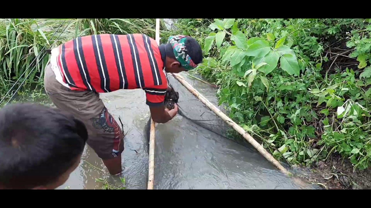 #Fising_video।। Fish hunting। fish hook।। খুইয়া জাল দিয়ে মাছধরা