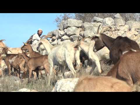 וִידֵאוֹ: כמה זמן בהיריון עזים ננסיות ניגריות?