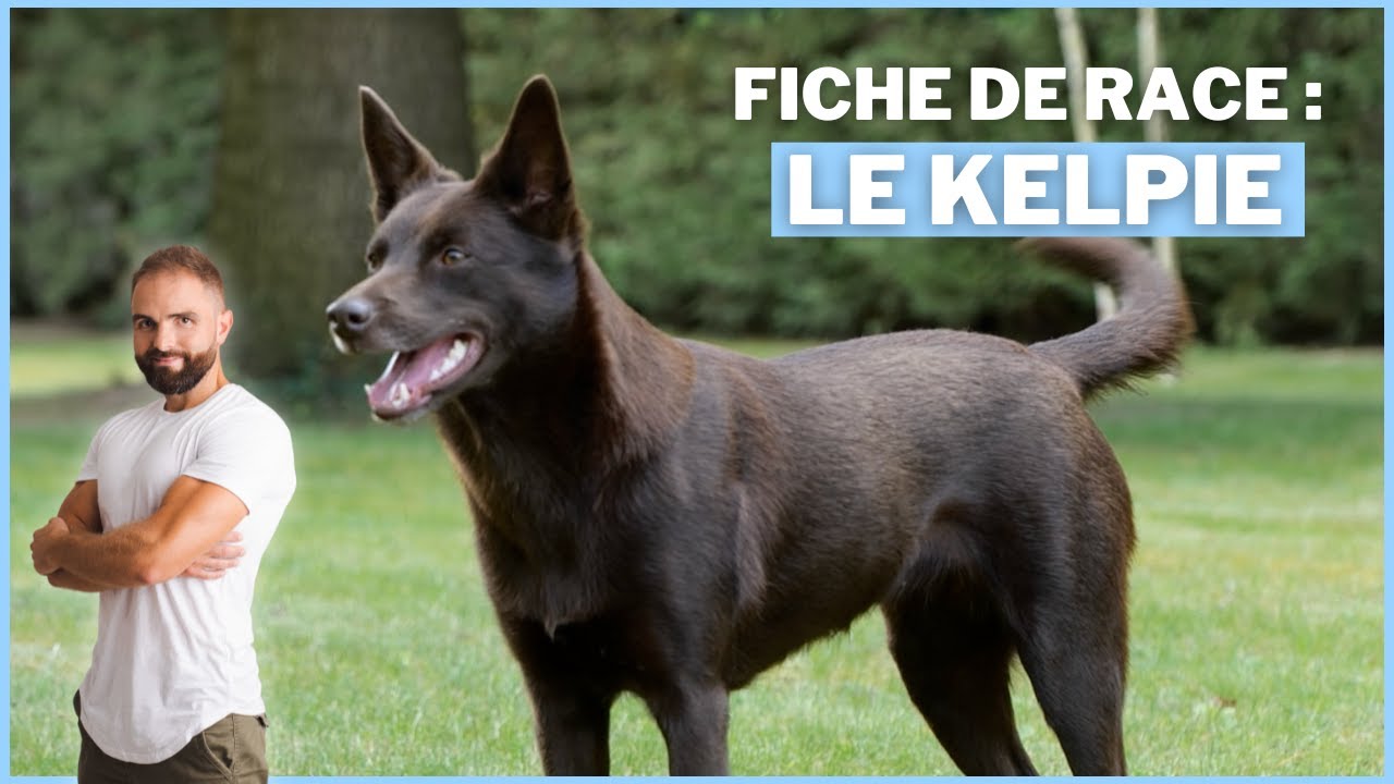 Kelpie