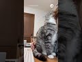 甘えん坊モード発動中😻|PECO