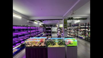 Ghé thăm cơ sở cá cảnh lớn nhất Sài Gòn của Tím, ai đến cũng có quà