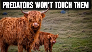 Why Cattle Are the Hardest Livestock for Predators to Hunt