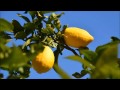 [HD] Lemon Tree (Lemon Dance) DJ Mars remix