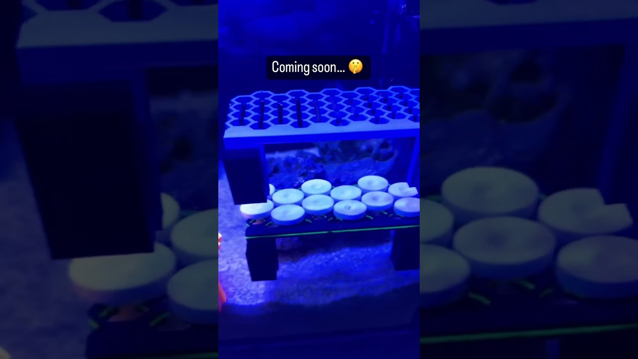 Neon Colors + Adjustable Placement = THE PERFECT MAGNETIC CORAL FRAG RACK 