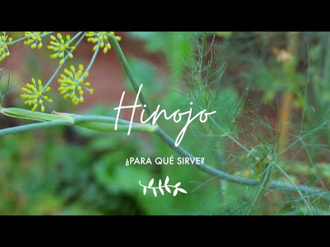 Video: Hinojo Vegetal, Características Y Propiedades útiles, Cultivo Y Recetas