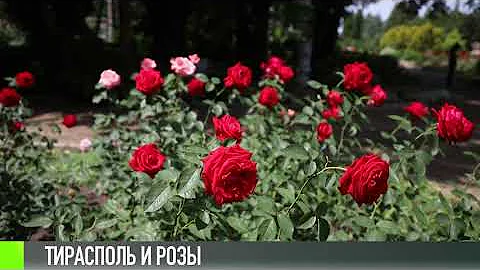 Тирасполь – снова город роз