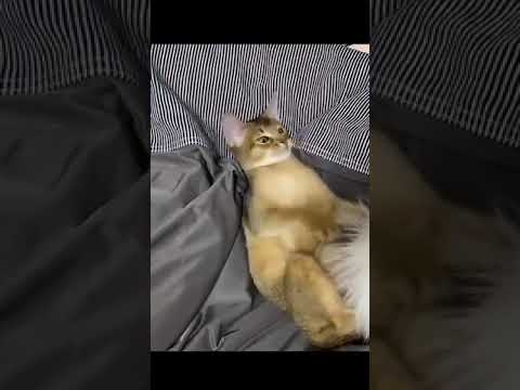 ガジガジ...ンヴァー! | アビシニアンの子猫アビー #Shorts