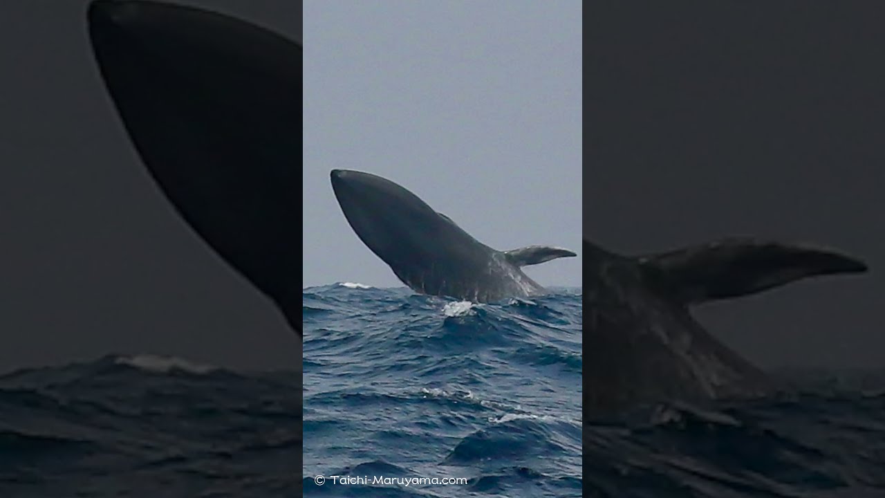 朝日のクジラのジャンプ hq720_2.jpg?sqp=-