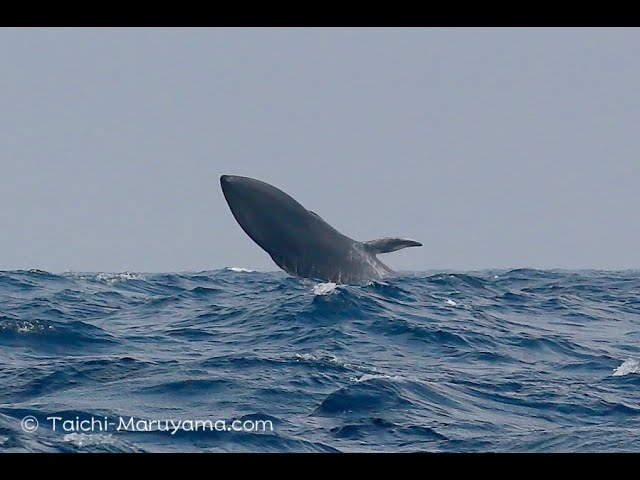 幻のシロナガスクジラのブリーチング Super Rare Blue Whale Breach Shorts Youtube