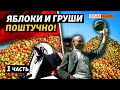 Как уникальные крымские фрукты возили в Москву и Санкт-Петербург? | Крым.Реалии ТВ