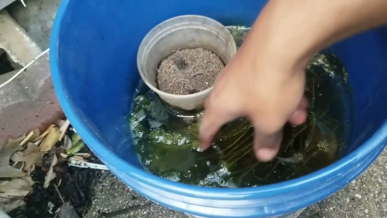 Starting Summer Tubbing Container Pond