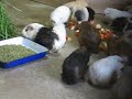 Guinea pigs FLOOD! meal time