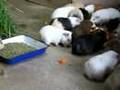 Guinea pigs FLOOD! meal time