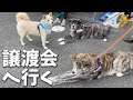 お世話になってる人達に会いに譲渡会に行ってきました【秋田犬】【大型犬】【akita dog】