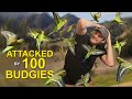 I got attacked by a 100 budgies  animation