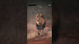 Najaf Mola Ali ❤️ #shorts #viral #views #najaf #allah #molaali #karbala #islam #madina