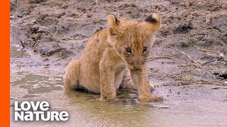 Weak 'Misfit' Lion Cub Gets Second Chance in Life | Love Nature