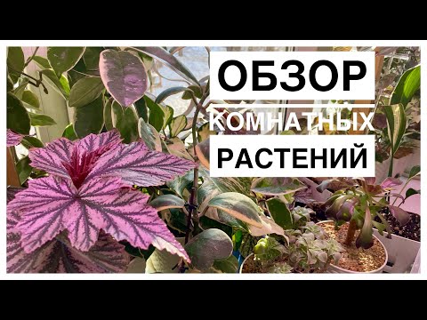 Мои комнатные растения | 09.02.2024г.