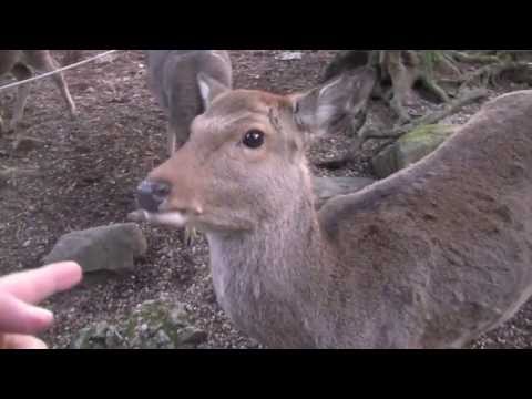 Japanese Bowing Deer of Nara