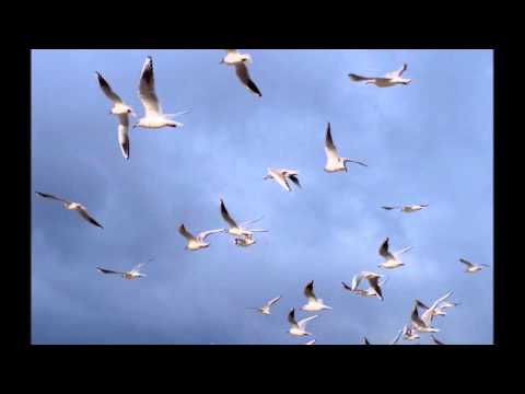 Sarkhit Ared 12 By Nathalie Adass