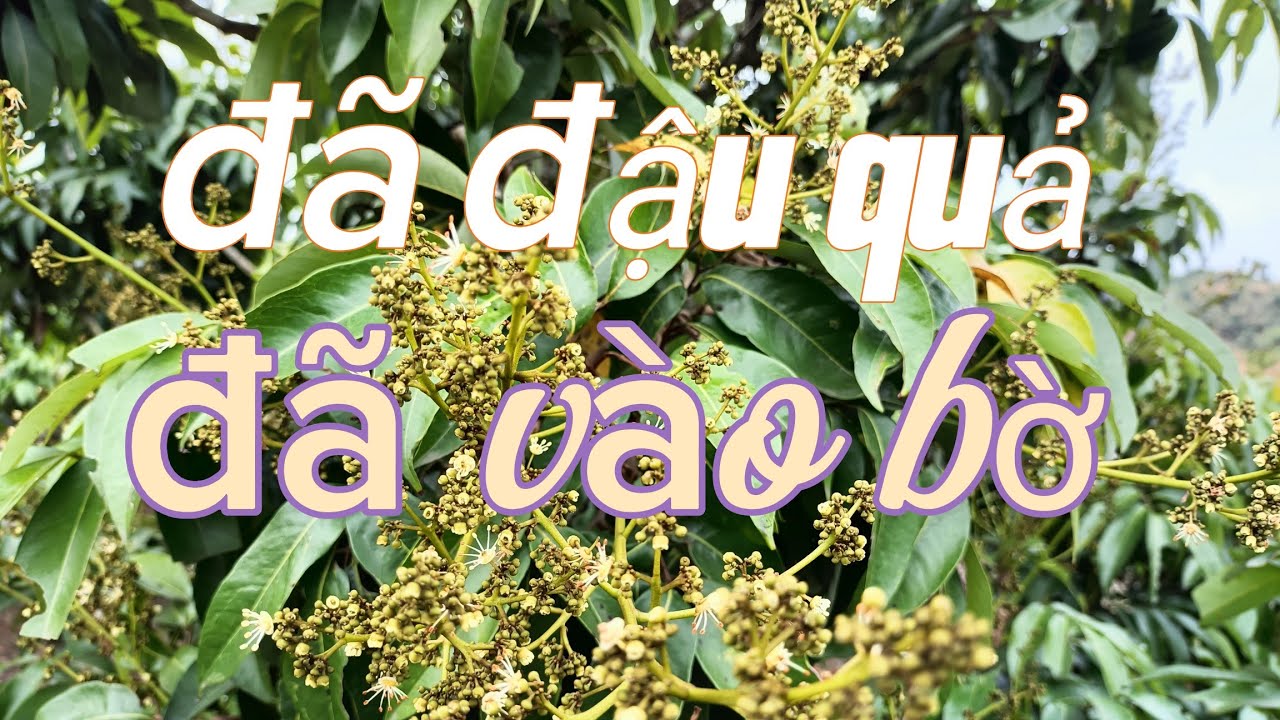 những chùm hoa vải u đầu tiên nở hoa cái thành công50 %  || CHIẾN CHÀNH CHOẸ