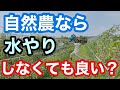 【水やり】自然農法や自然栽培なら水やりも要らないのか？《家庭菜園/自給農/無農薬/無施肥》