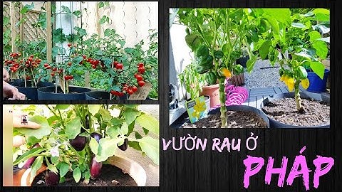 CÀ TÍM, ỚT CHUÔNG, CÀ CHUA, SALADE, DÂU , NHO , RAU ĐỦ LOẠI .... LỚN NHANH NHƯ THỔI