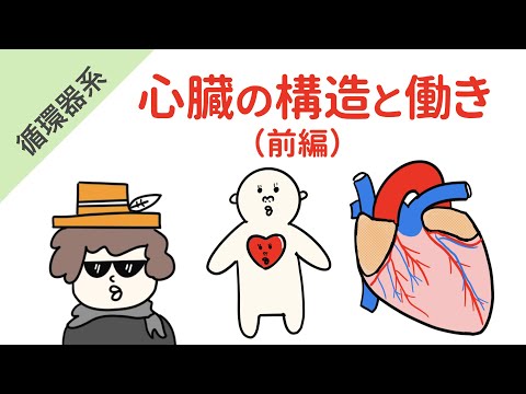 心臓の構造と働き（前編）