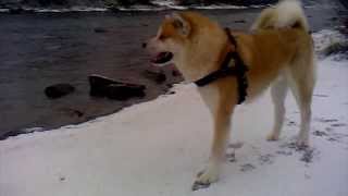 Akita Ken 秋田犬 - Haku - Winter Walk