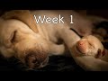 Labrador Puppies Growing Up Diary - Part 1