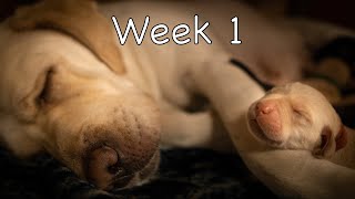 Labrador Puppies Growing Up Diary  Part 1