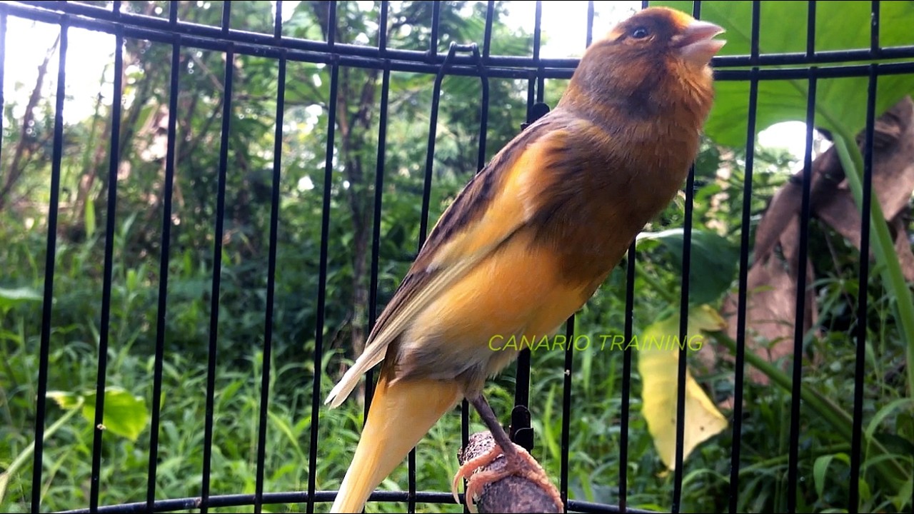 Canto Para Fortalecer Timbre e Ritmo do Canário Belga - O canto canário mais espetacular!