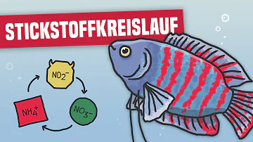 Wie bekomme ich Stickstoff in das Aquarium?