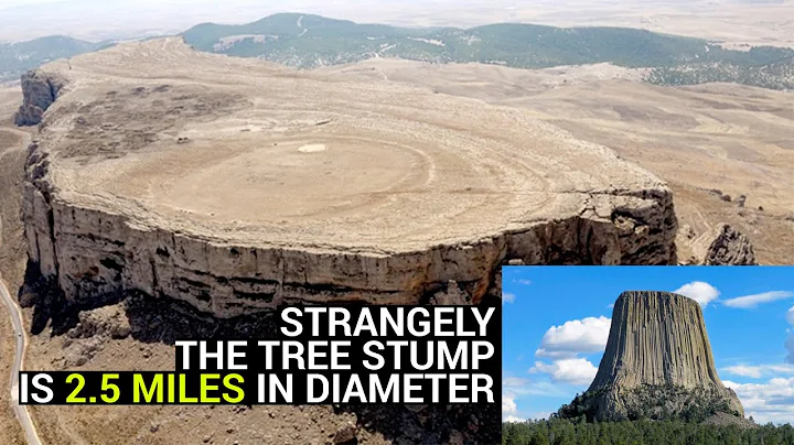 Giant tree stump 2.5 miles in diameter discovered - DayDayNews