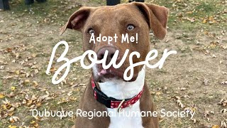 Adopt Bowser!