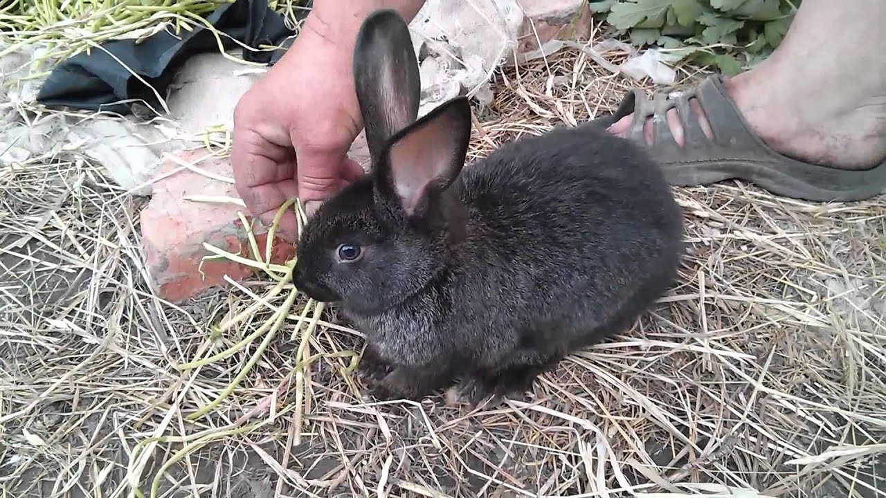 Барахолка в Заводоуковске животные кролики. Новокузнецк авито животные кролики. В Магадане есть кролики. Почему крольчиха съедает крольчиха