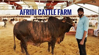 Afridi Cattle Farm 2020 Collection | Raheel Nagra Vlog