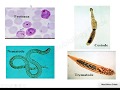 Introduction To Medical Parasitology Lecture
