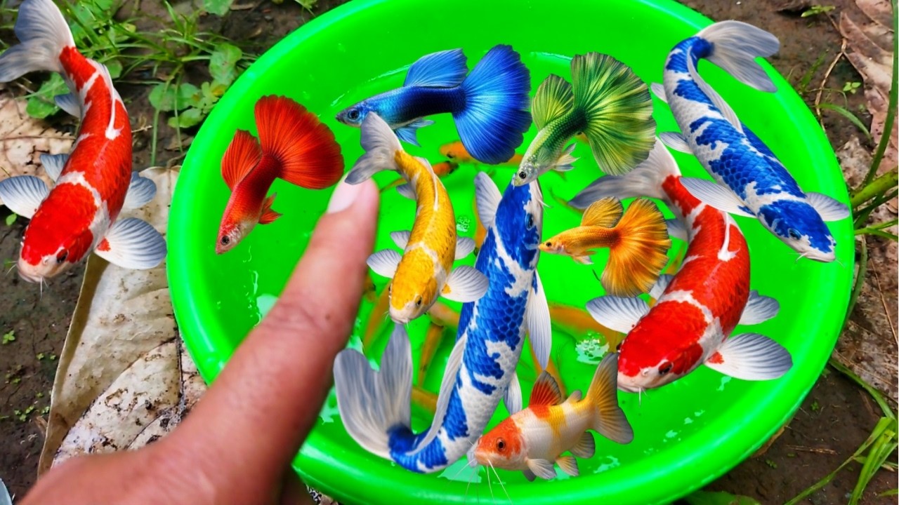 The incredible catch colorful aquarium fish in small pond: dragon guppy, turtle, iguana,koi fish