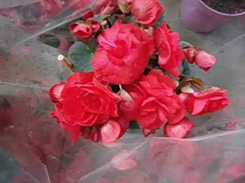 begonia o yamalis cuidados y consejos - YouTube