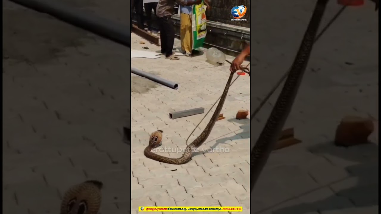 കൊന്നാലും ഞാൻ ചാക്കിൽ കേറൂല്ലടാ... അവസാനം ചാക്കിലായി മൂർഖൻ...