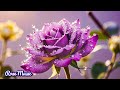 ЗАХВАТЫВАЮЩАЯ ДУХ МУЗЫКА🌺Исцеляющая душу и полезная для сердца💖Великолепная музыка Сергея Грищука