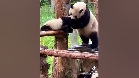 How are pandas not extinct p2