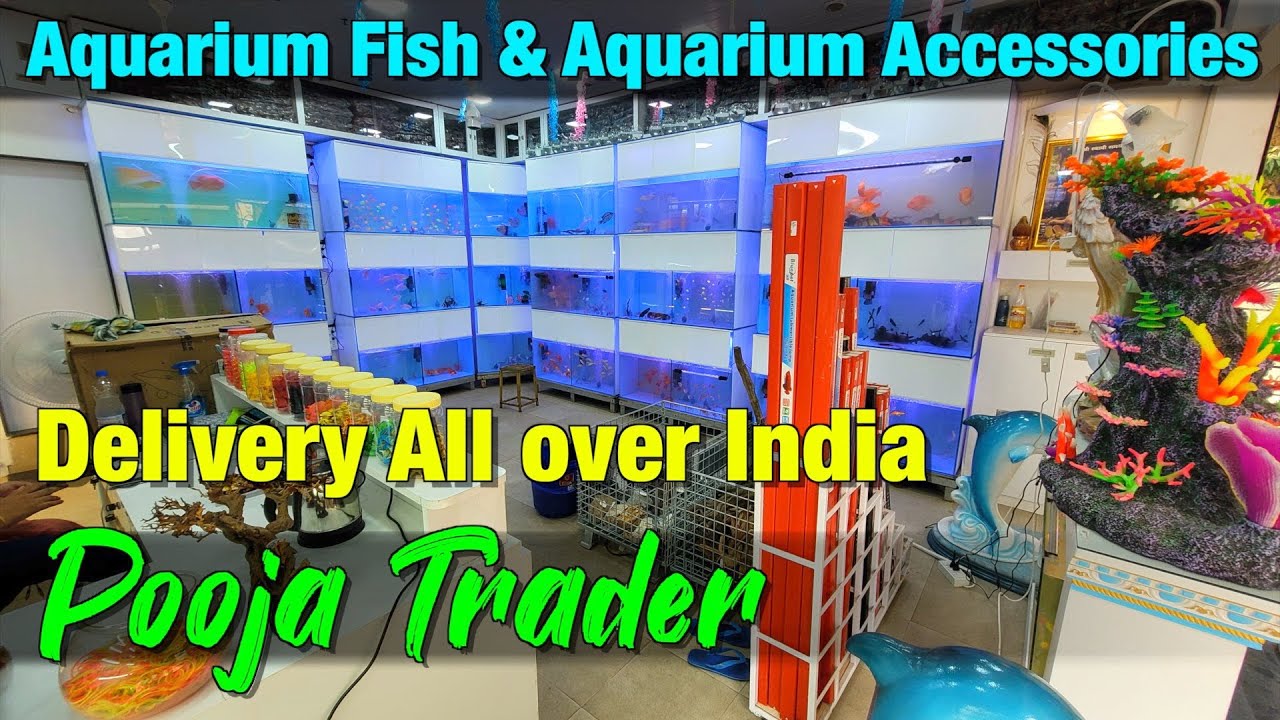 Aquarium Fish I Aquarium Accessories I Shrimp Caves at Pooja Trader New Store Aquarium Fish I Aquarium Accessories I Shrimp Caves at Pooja Trader New Store