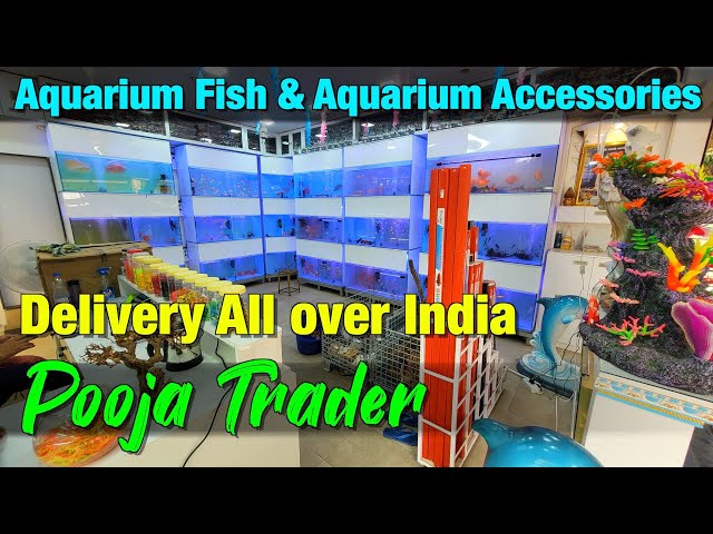 Aquarium Fish I Aquarium Accessories I Shrimp Caves at Pooja Trader New  Store - YouTube